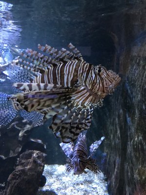 Key West Aquarium by null