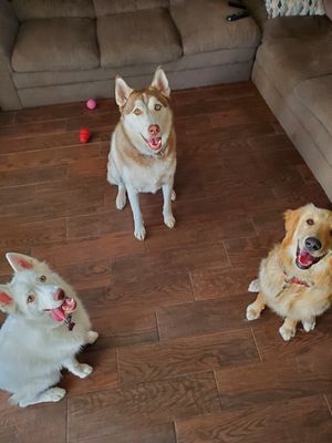 Indoor Activities - At Pawesome Pet Retreat, we offer a loving and safe home for your furry friends while you are away. Our at-home pet boarding and daycare services are tailored to meet your pet's unique needs. Your pets will have full access to my home and all YOUR house rules apply here! Are they allowed on the furniture? If so, they are welcome on mine :). If they are not, I will enforce any rules you may have so they don't learn any bad habits. I am here to tailor the needs of your pets. Indoor Activities - At Pawesome Pet Retreat, we offer a loving and safe home for your furry friends while you are away. Our at-home pet boarding and daycare services are tailored to meet your pet's unique needs. Your pets will have full access to my home and all YOUR house rules apply here! Are they allowed on the furniture? If so, they are welcome on mine :). If they are not, I will enforce any rules you may have so they don't learn any bad habits. I am here to tailor the needs of your pets.
