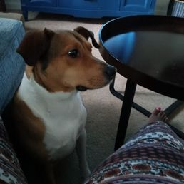 This is Mylo. Seeking a new home immediately This is Mylo. Seeking a new home immediately