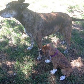 Pampered Pups By Marissa - Dog Walkers Near Me - Lansdale, Pennsylvania Pampered Pups By Marissa - Dog Walkers Near Me - Lansdale, Pennsylvania