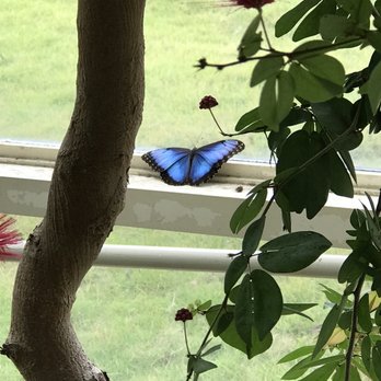 Callaway Resort & Gardens - These blue ones (?) are being featured and are tropical, not native to NC. - Venues & Event Spaces Near Me - Pine Mountain, Georgia