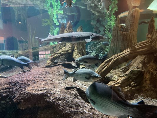 National Mississippi River Museum & Aquarium by null