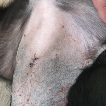 Patchogue Animal Hospital - Botched up spaying.  Poor Razor to shave and poor incision. Don't use. - Veterinarians Near Me - Patchogue, New York