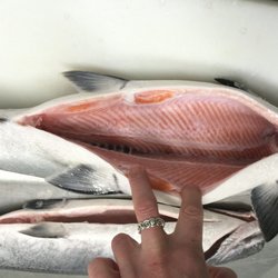 Fish From Trish - No blood in our fish