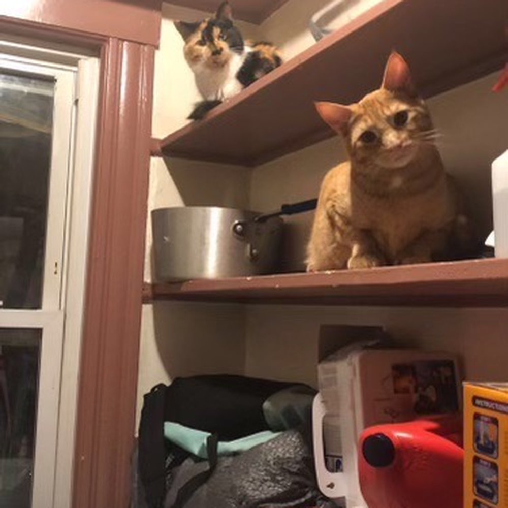 Banfield Pet Hospital - Angie is on the top shelf, & Duncan is on the middle one. - Veterinarians Near Me - Stoneham, Massachusetts Banfield Pet Hospital - Angie is on the top shelf, & Duncan is on the middle one. - Veterinarians Near Me - Stoneham, Massachusetts