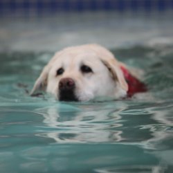 Paws Aquatics