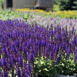 Windridge Perennials & Landscaping