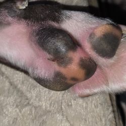 Doggy Be Good - Sliced cut on her paw, 3 days after I picked her up. Now healing
