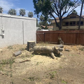 Ortega's Jr Tree Service - Trees after they were trimmed and trunks were about to be removed. - Tree Services Near Me - Riverside , California