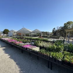 Five Oaks Nursery - Oleander