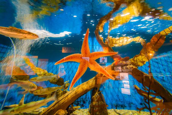 Woods Hole Science Aquarium by null