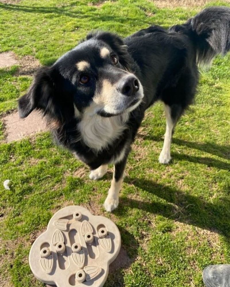 REMINGTON PET RANCH Updated October 2024 35 Photos & 33 Reviews