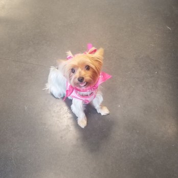 PetSmart - ButterCups, sitting Pretty in pink - Pet Stores Near Me - Menifee, California PetSmart - ButterCups, sitting Pretty in pink - Pet Stores Near Me - Menifee, California
