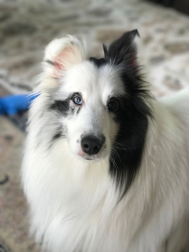 WAGS ‘N WIGGLES Updated October 2024 7910 Akron Canfield Rd