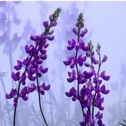 Lupine Painting