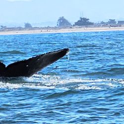 Ocean Safaris
