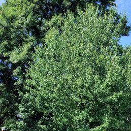 Before and after with Timberline Before and after with Timberline