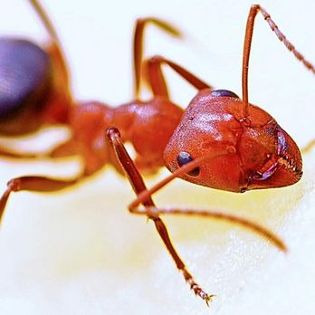 Luna’s Pest Solutions - Ant control - Pest Control Near Me - Toney, Alabama Luna’s Pest Solutions - Ant control - Pest Control Near Me - Toney, Alabama