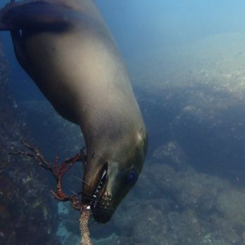 Adventures in Baja - Scuba Diving Near Me - Cabo San Lucas, BCS