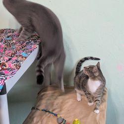 Pawsitively Cats