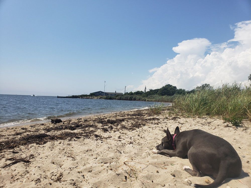 MUD CREEK DOG PARK 48 Photos & 19 Reviews Roe Ave, East Patchogue