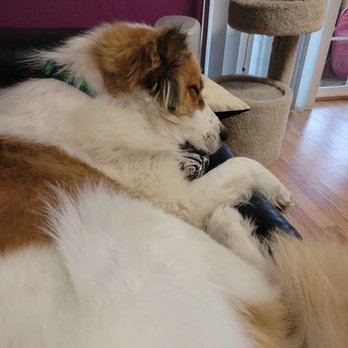 Joybound People & Pets - He likes to hang out with me on the couch. - Animal Shelters Near Me - Walnut Creek, California Joybound People & Pets - He likes to hang out with me on the couch. - Animal Shelters Near Me - Walnut Creek, California