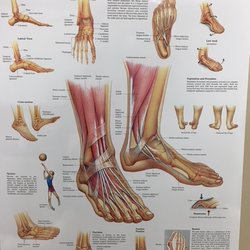 Foot & Ankle Clinic - Diagram showing components of the foot and ankle