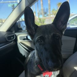 Susan Schwartz, DO - Now his ears are standing up and so are mine.