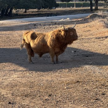 The Exotic Resort Zoo - One of the Highland Cows in the park. - Tours Near Me - Johnson City, Texas The Exotic Resort Zoo - One of the Highland Cows in the park. - Tours Near Me - Johnson City, Texas