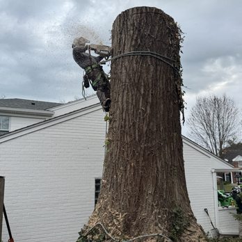 Sierra's Tree Services - Tree Services Near Me - Livonia, Michigan Sierra's Tree Services - Tree Services Near Me - Livonia, Michigan
