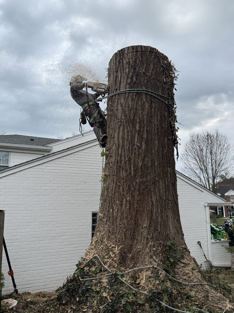 Sierra's Tree Services - tree service in Livonia, MI