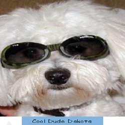 Doggie Mama