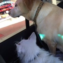 Stephen Patt, MD - The official mascots! Socrates (now 17 years young) and Sally Salt.