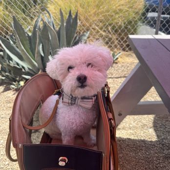 Memphis Cafe - My baby enjoying the outdoors - Southern Near Me - Costa Mesa, California