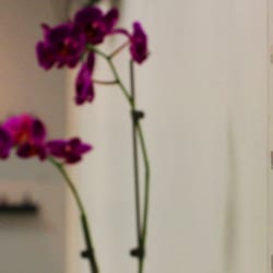 Revive Nail Bar - What is your polish?