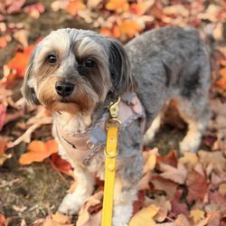 Loyalty Park - 10/19/26 Walking Havanna & getting her fall shoot!