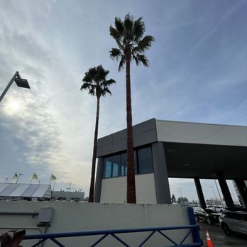 Fresh Air Tree Experts - Future ford palm trees - Tree Services Near Me