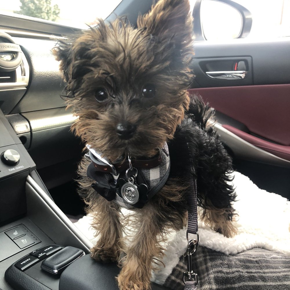 Calling All Paws - He was in need of a haircut - Pet Groomers Near Me - Las Vegas, Nevada Calling All Paws - He was in need of a haircut - Pet Groomers Near Me - Las Vegas, Nevada
