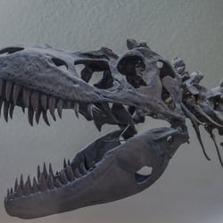 Phillips County Museum - Albertosaurus