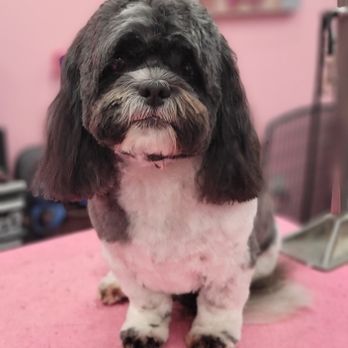 Grooming by Alecia - Pet Groomers Near Me Grooming by Alecia - Pet Groomers Near Me