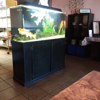 Lynn's Thai Restaurant - Beautiful koi tank inside to eat next to and watch. - Thai Near Me - Cotati, California Lynn's Thai Restaurant - Beautiful koi tank inside to eat next to and watch. - Thai Near Me - Cotati, California