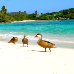 V.I. Scenic Tours