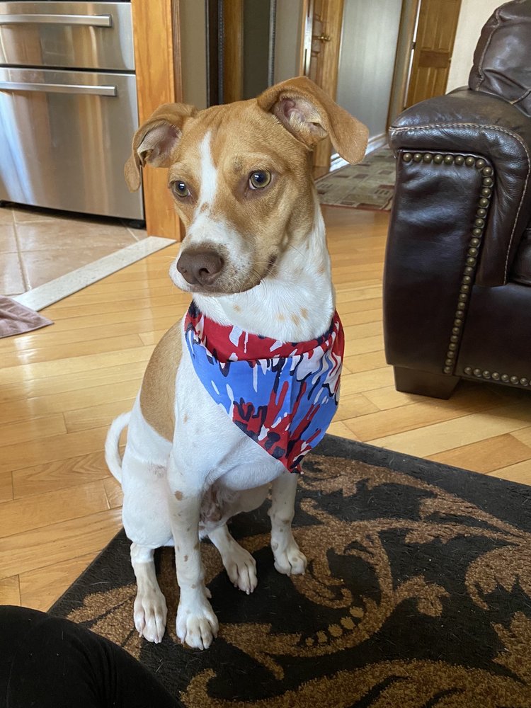 BOW WOW WOW PET GROOMERS Updated May 2024 55 Photos & 56 Reviews