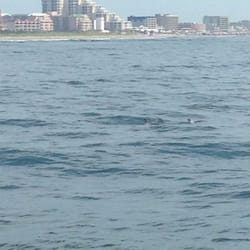 Big Blue Cruiser-Whale Watcher - Wildwood crest from the boat and if you look close dolphin. I saw a bunch jumping out of the water but I didn't get pictures
