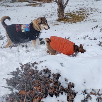 Fuzzy Alioto Pet Care - Play times! - Dog Walkers Near Me Fuzzy Alioto Pet Care - Play times! - Dog Walkers Near Me