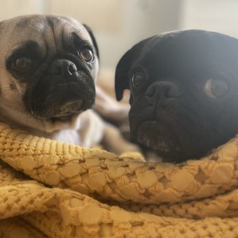 Dogs On The Run - My pugs safe and sound - Dog Walkers Near Me Dogs On The Run - My pugs safe and sound - Dog Walkers Near Me