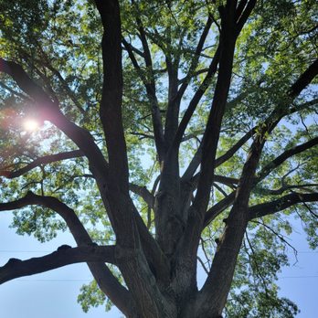 Happy Trunk Tree Service - He said he had a favorite tree. I checked it out and can see why. - Tree Services Near Me Happy Trunk Tree Service - He said he had a favorite tree. I checked it out and can see why. - Tree Services Near Me
