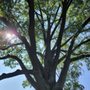 Photo of Happy Trunk Tree Service