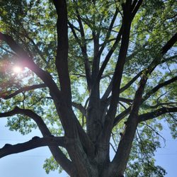 Happy Trunk Tree Service - He said he had a favorite tree. I checked it out and can see why.