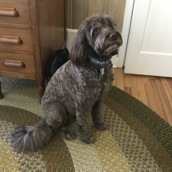 Sam Pet Grooming - Pet Groomers Near Me